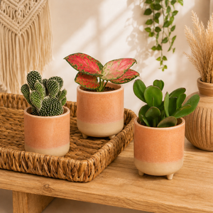 Mini Marvels | Plant Bundle - Indoor Plant