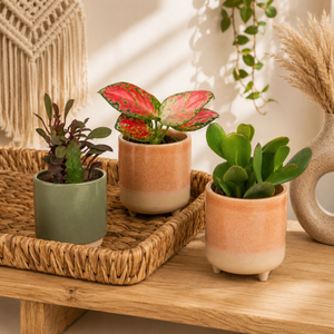 Joyful Tots | Plant Bundle - Indoor Plant
