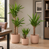 Yucca
