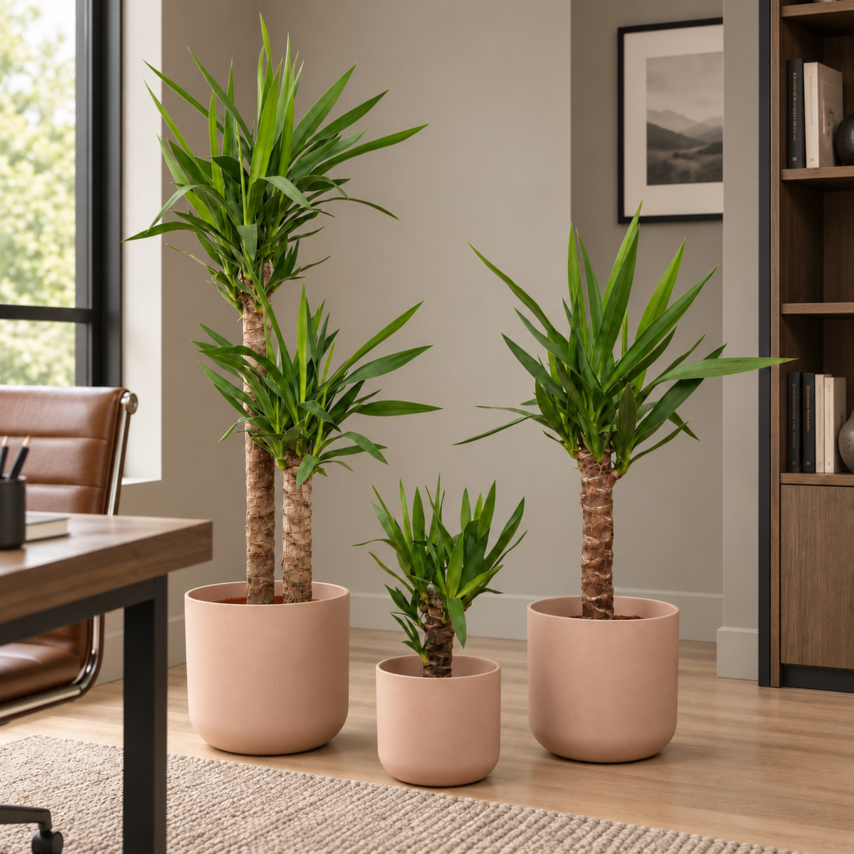 Yucca