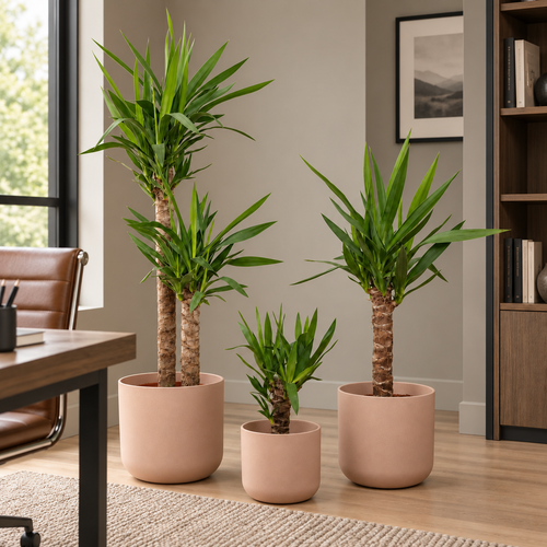 Yucca
