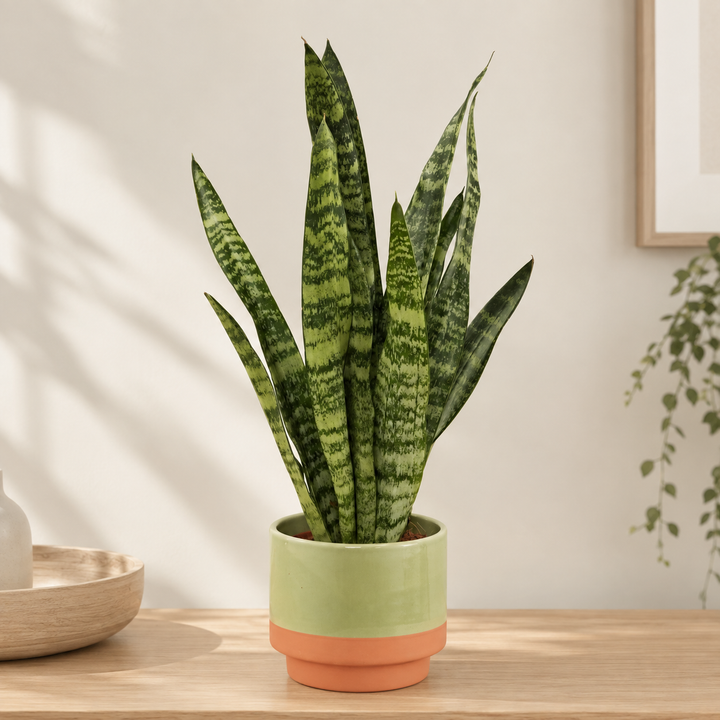 Snake Plant | Zeylanica