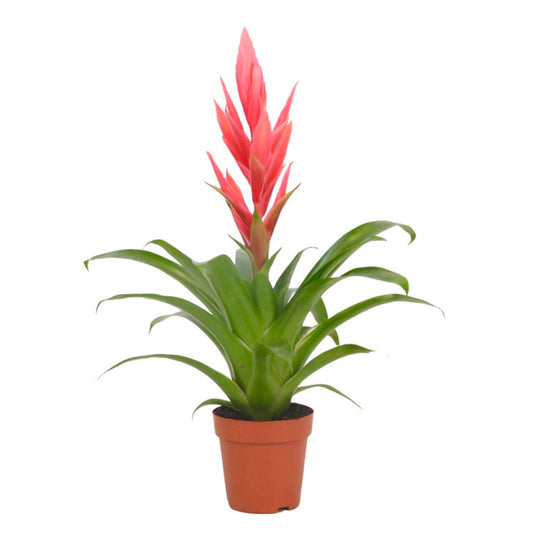 Tillandsia | Ziva | 