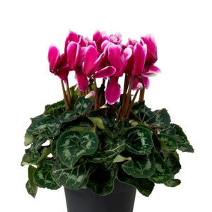 Cyclamen | Fuji Violet - Indoor Plant