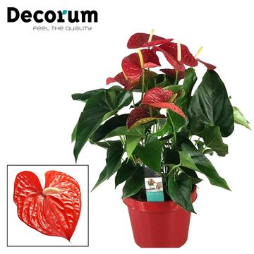 Flamingo Flower | Red | Potted Houseplants