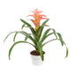 Bromeliad | Guzmania | Melissa