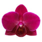 Phalaenopsis Orchid | Brazilian Fever