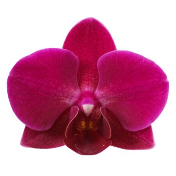Phalaenopsis Orchid | Brazilian Fever | Potted Houseplants