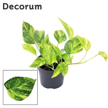 *New* Devil's Ivy | Hicolour | Golden Pothos | Pothos & Epipremnum Plants