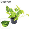 *New* Devil's Ivy | Hicolour | Golden Pothos