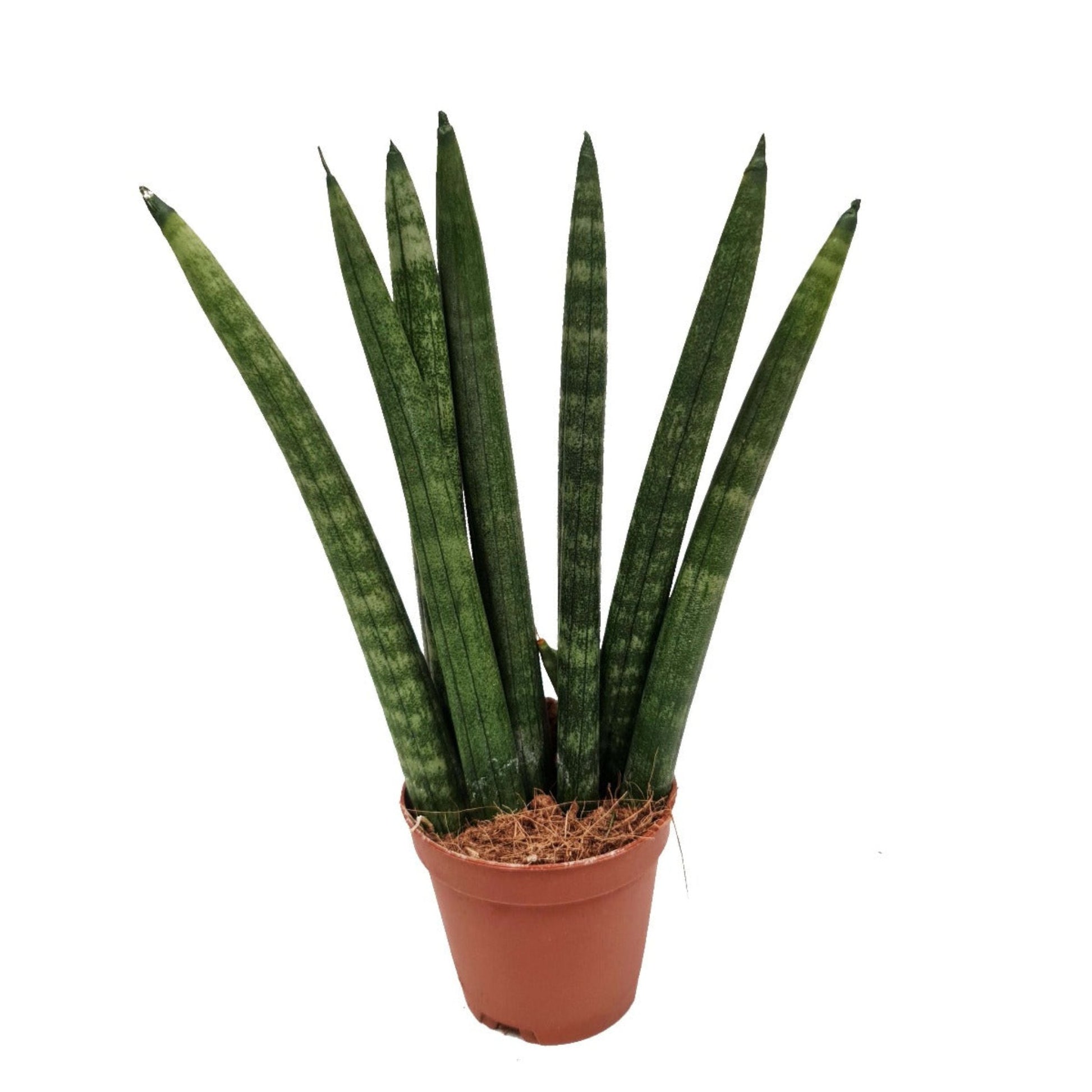 sansevieria cylindrica skyline Snake Plant