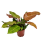 Philo | Prince Of Orange | Rare Plant