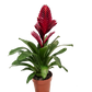 Vriesea Flaming Sword | Various Colours