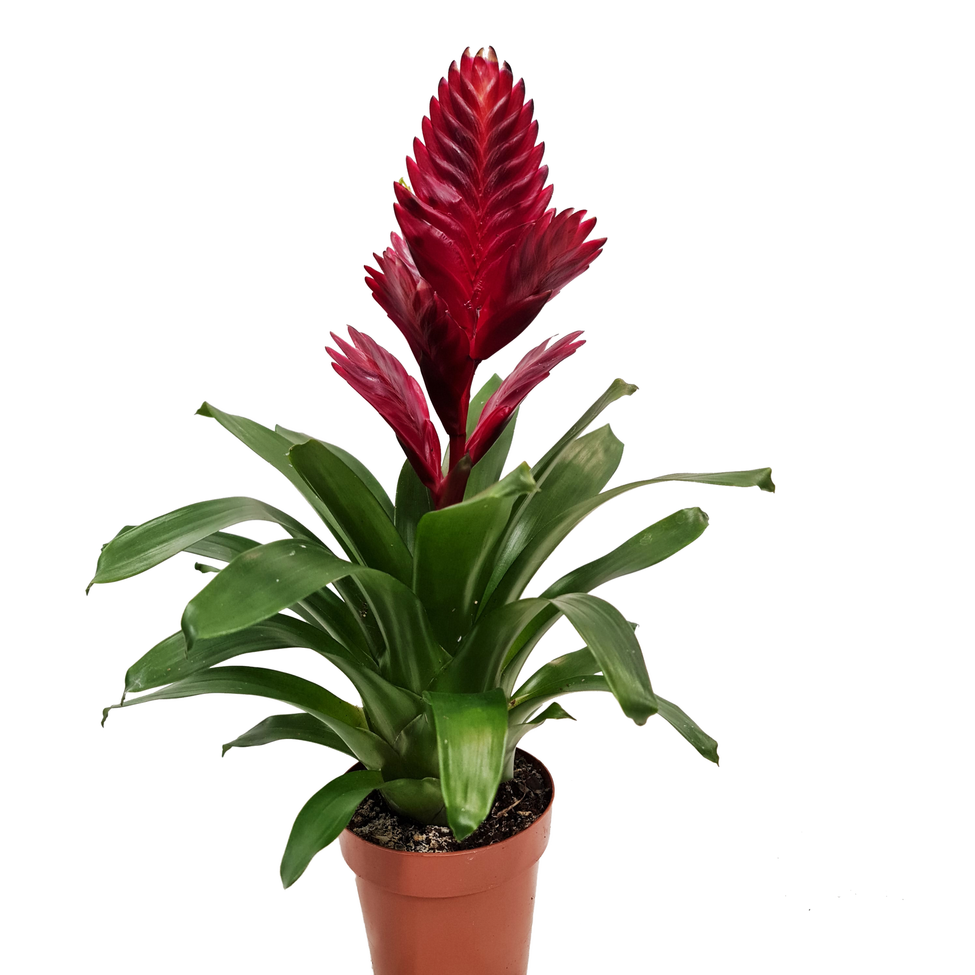Vriesea Flaming Sword | Various Colours
