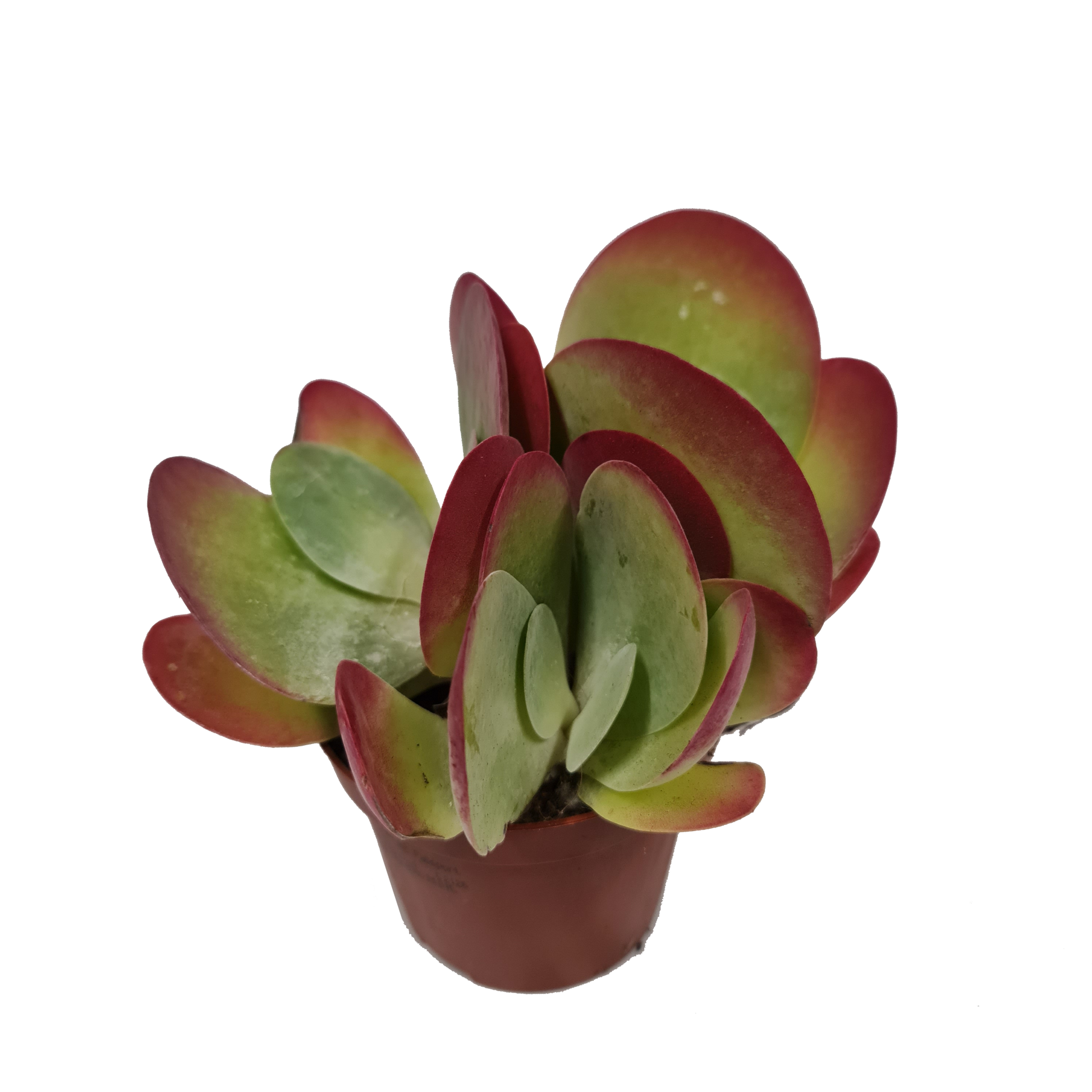 red lips succulent plant Kalanchoe Red Lips
