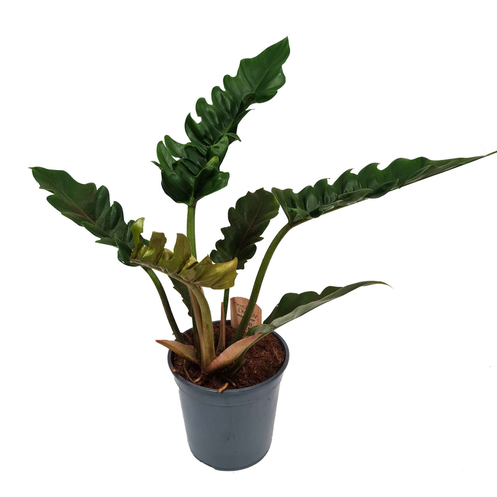 Tiger Tooth Philodendron | Narrow Escape