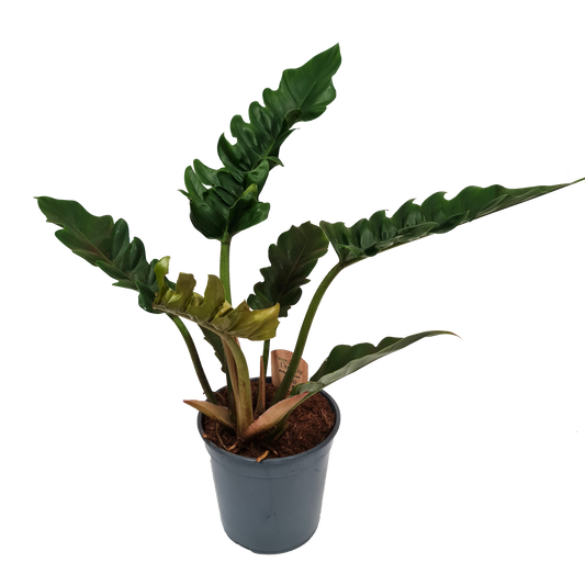 Tiger Tooth Philodendron | Narrow Escape
