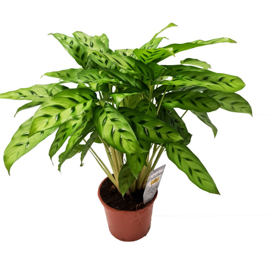 Prayer Plant | Leopardina | Potted Houseplants