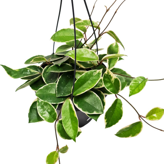 Wax Plant | Krimson Queen | Potted Houseplants