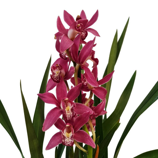 Cymbidium Orchid | Various Colours | Potted Houseplants