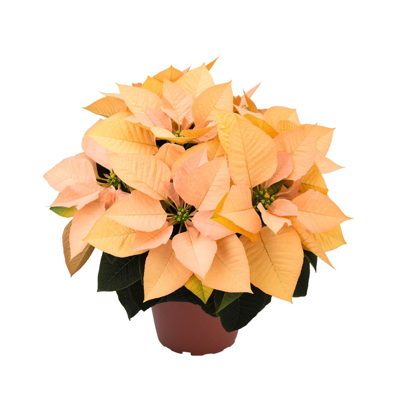 Poinsettia | Autumn Leaves