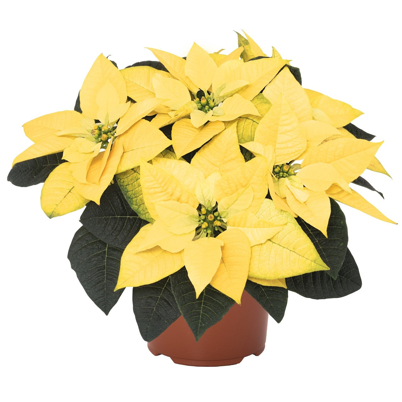 Poinsettia | Golden Glow