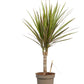 Dragon Tree | Marginata Bicolor