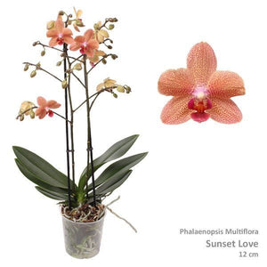 Phalaenopsis Orchid | Sunset Love - Indoor Plant