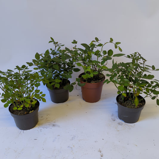 Rescue Me! Baby Rose Plants | Indoor Plants