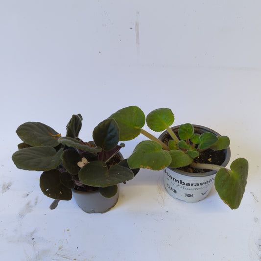 Rescue Me! African Violets | Potted Houseplants