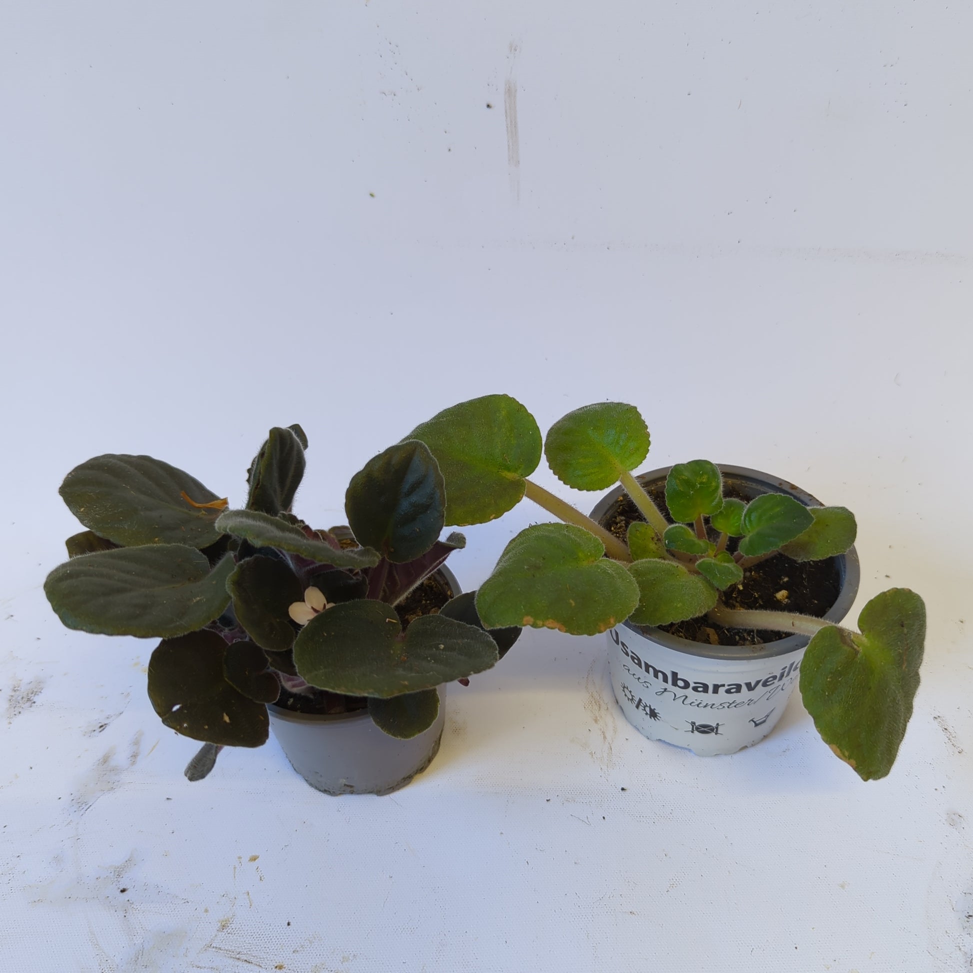 Rescue Me! African Violets