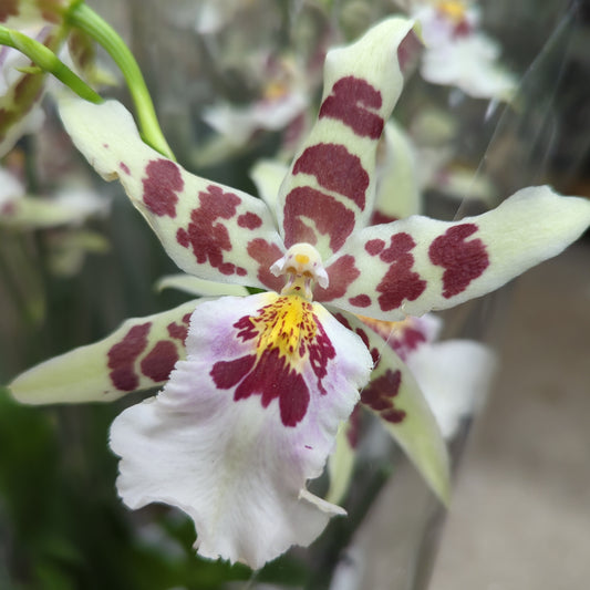 Dancing Ladies Orchid | White Renaissance | Rare Orchid | Flowering Plants
