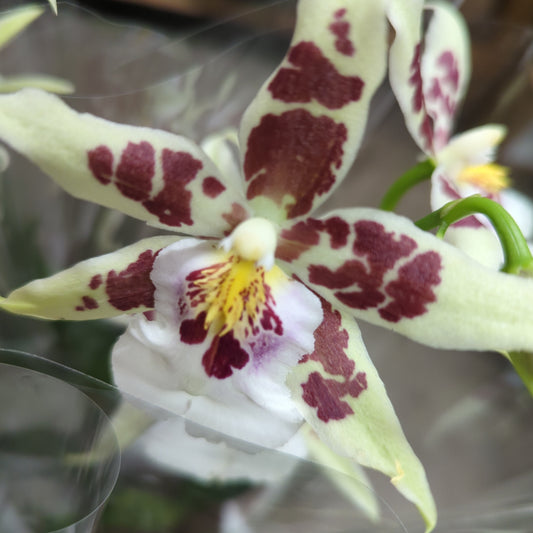 Dancing Ladies Orchid | White Renaissance | Rare Orchid | Potted Houseplants
