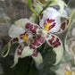 Dancing Ladies Orchid | White Renaissance | Rare Orchid
