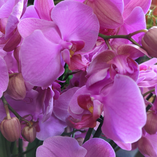 Phalaenopsis Orchid | Pink Joy