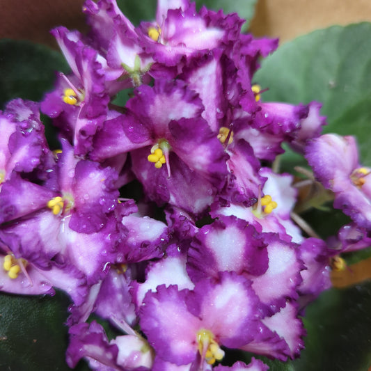 African Violet | Bicolor Maroon | Potted Houseplants