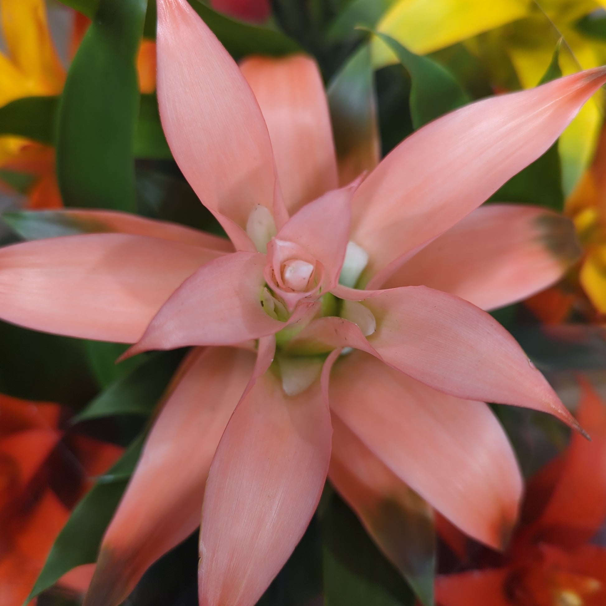 Flowering Bromeliad | Guzmania | Various Colours