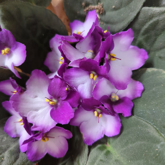 African Violet | Bicolor Maroon | Small Plants & Tot Pots