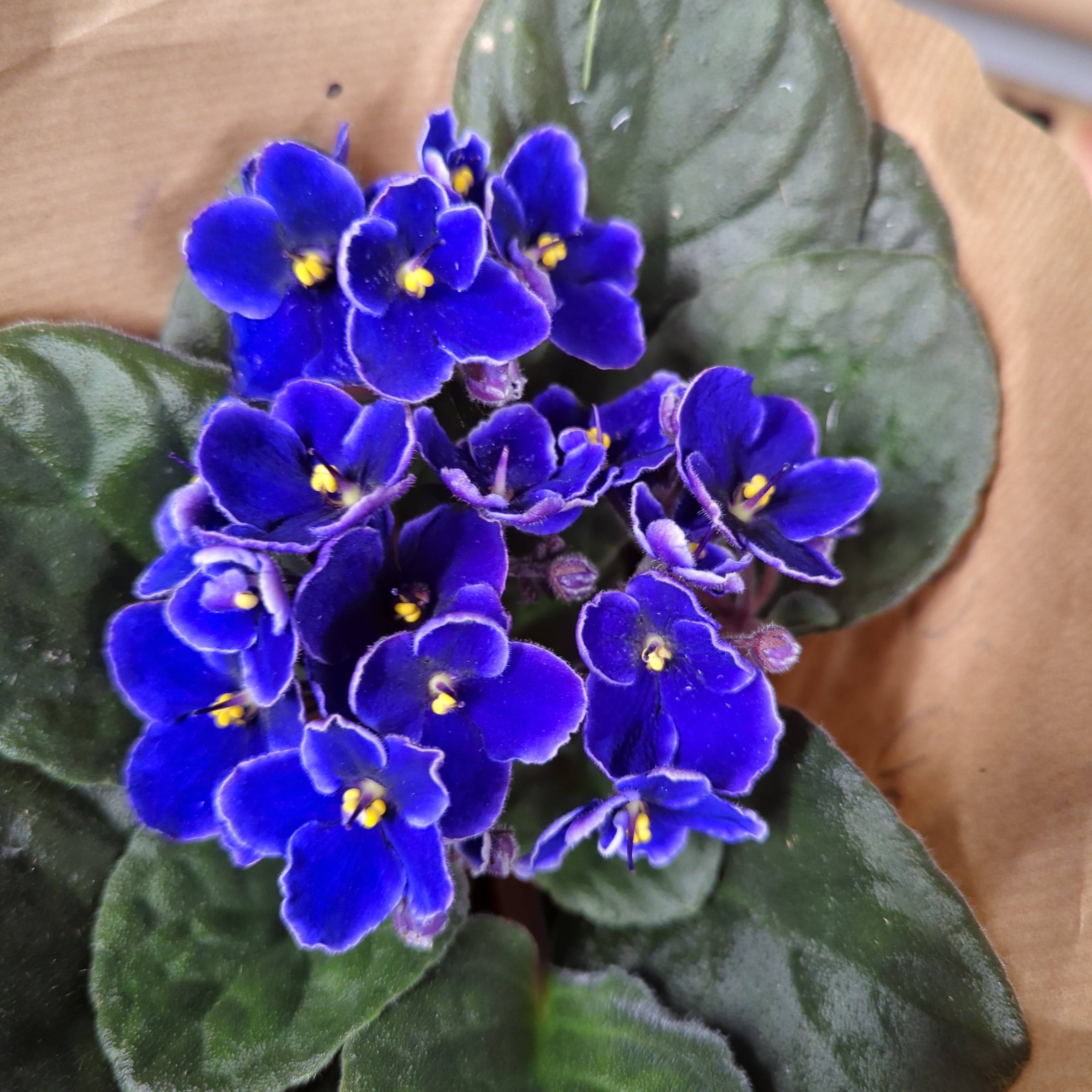 violets house plant African Violet | Pretty Purple