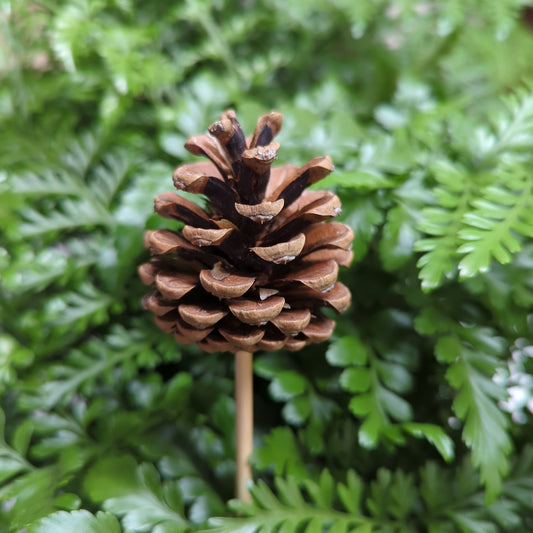 Pinecone - Decorative Plant Pot Accessory | Gardening Accessories