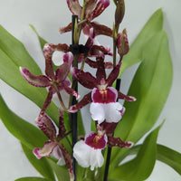 Cambria Orchid |  White Beard