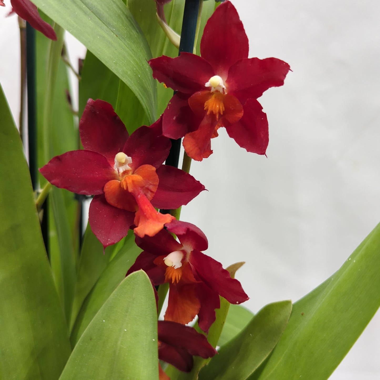 Cambria Orchid | Ruby