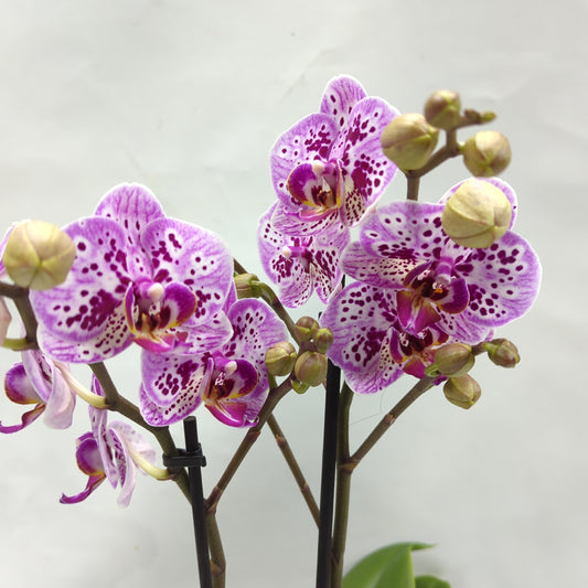 Phalaenopsis Orchid | Twinkle