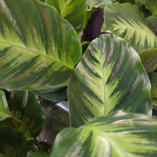 Prayer Plant | Majestic | 