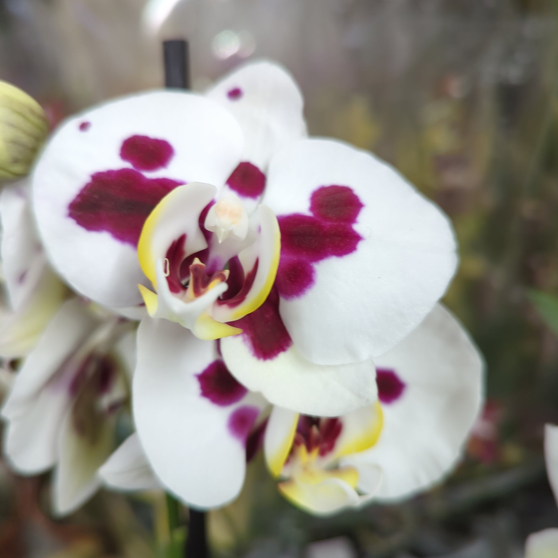 Phalaenopsis Orchid | Dottie