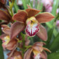 Cymbidium Orchid | Various Colours