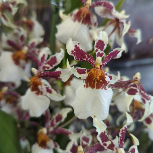 Cambria Orchid | White Whisper | Indoor Plants