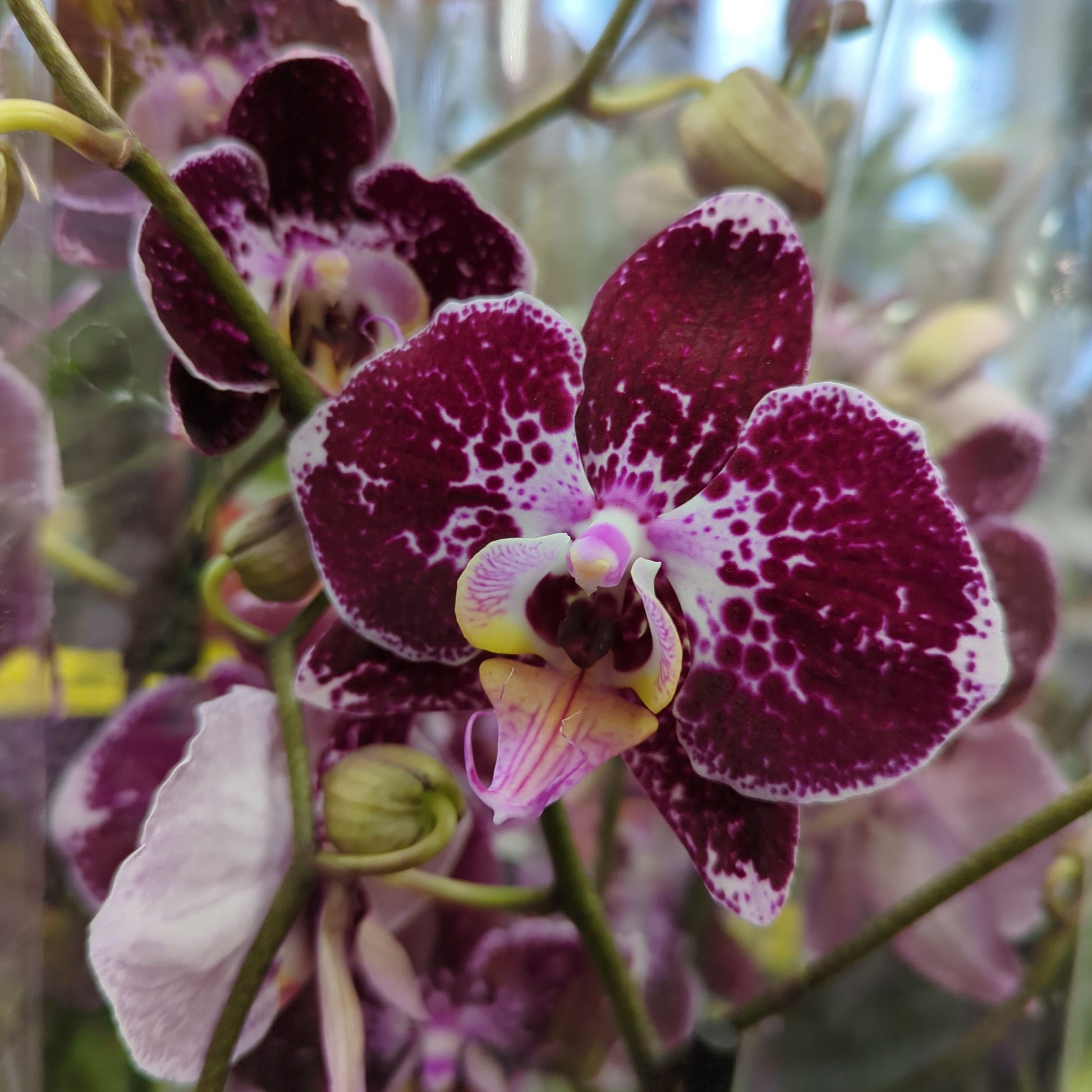 Phalaenopsis Orchid | Grace