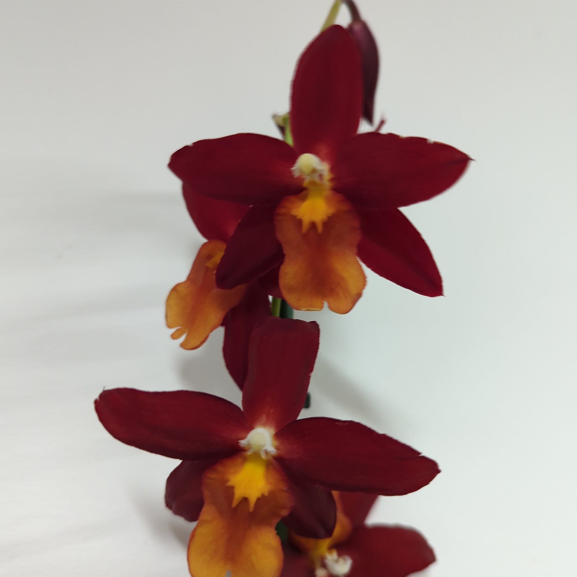 Cambria Orchid |  Poppy