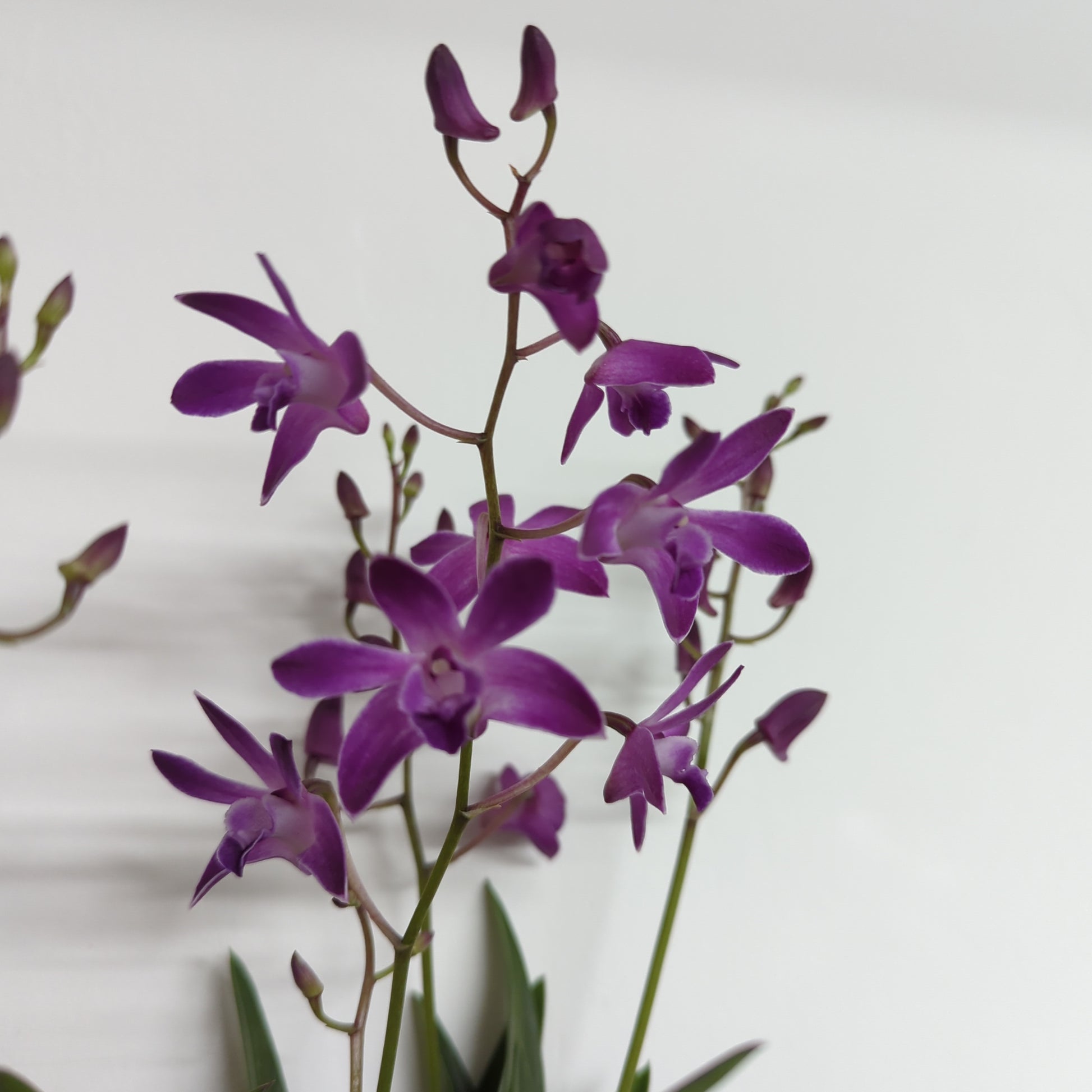 Dendrobium Orchid | Berry Oda